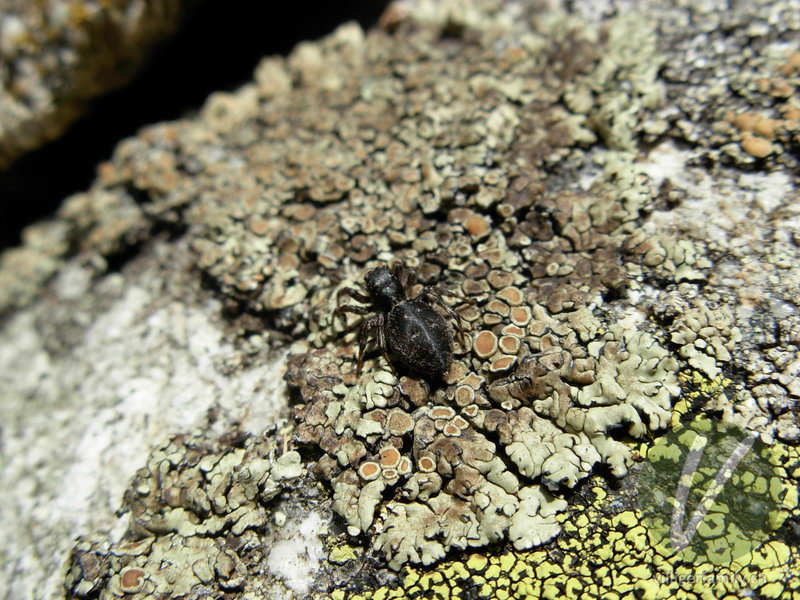 Springspinne (Heliophanus lineiventris): Übersicht